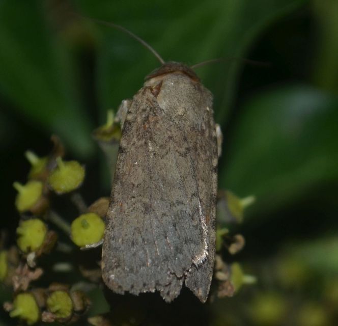Rhyacia simulans - hamvas földibagoly