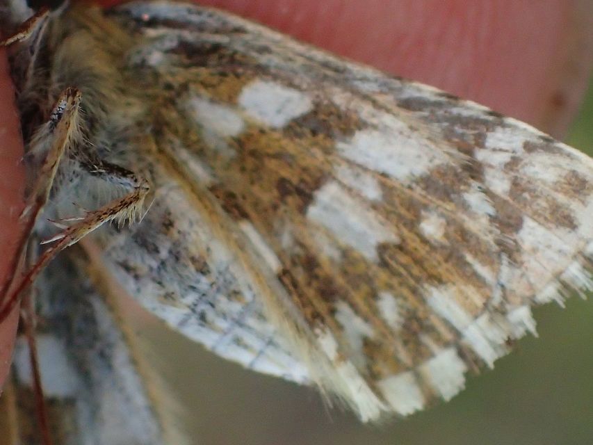 Pyrgus serratulae - homályos busalepke
