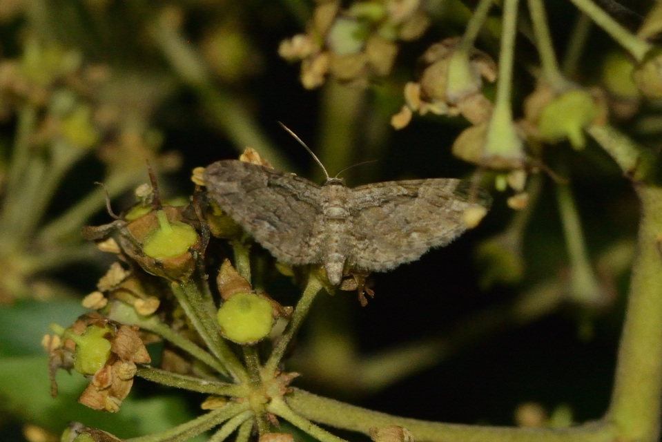 Eupithecia ericeata - feketefenyő-törpearaszoló