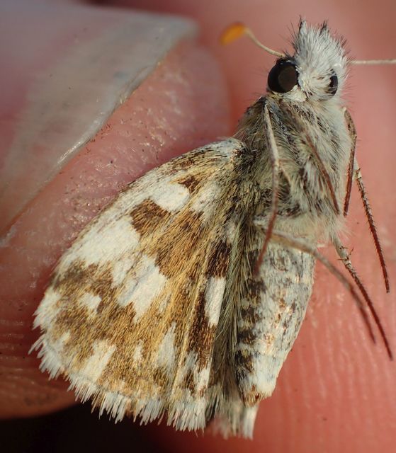 Pyrgus serratulae - homályos busalepke
