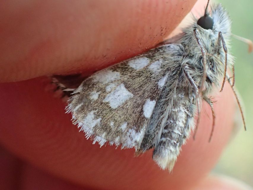Pyrgus armoricanus - feles busalepke