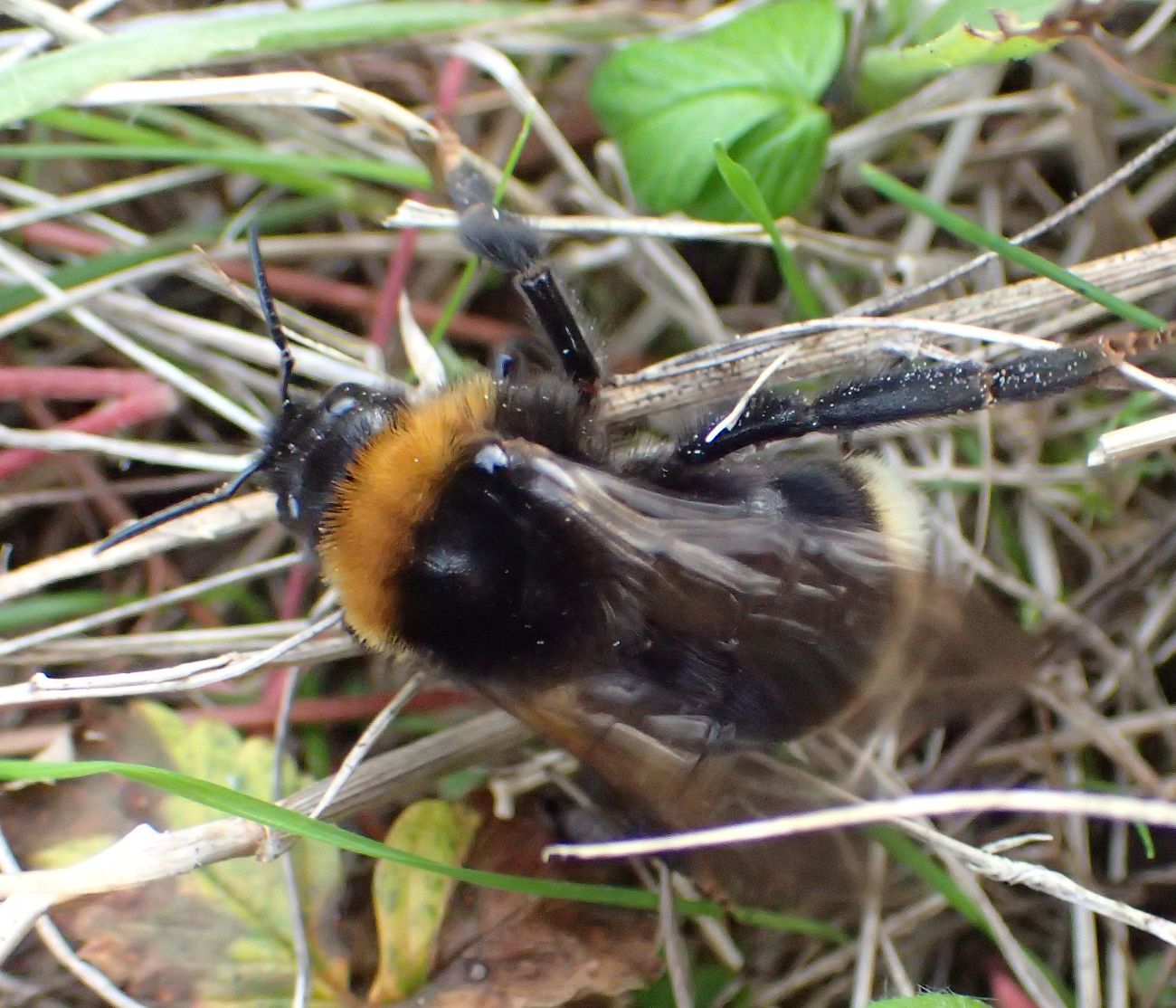 Bombus bohemicus