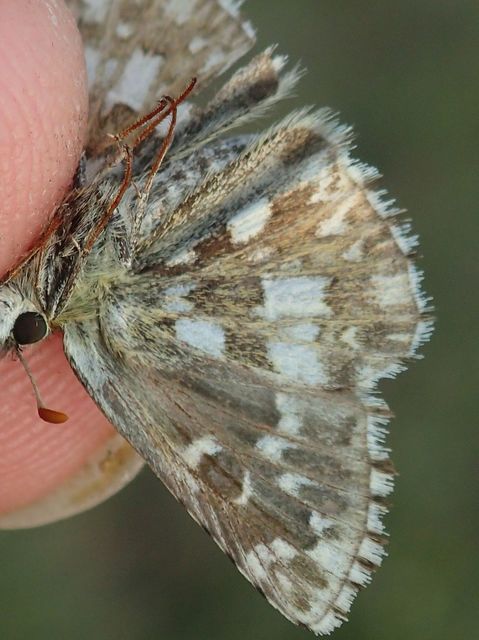 Pyrgus armoricanus - feles busalepke