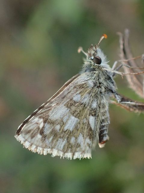 Pyrgus serratulae - homályos busalepke