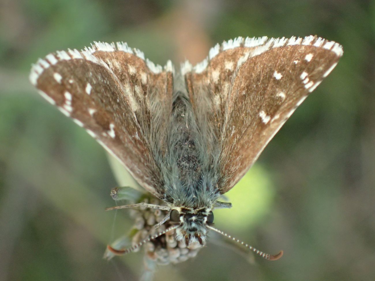 Pyrgus serratulae - homályos busalepke