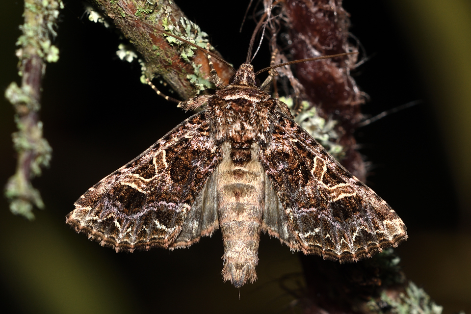 Sideridis rivularis - vörhenyes szegfűbagoly