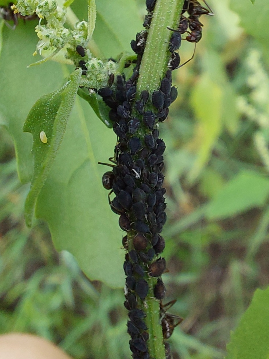 Aphis fabae