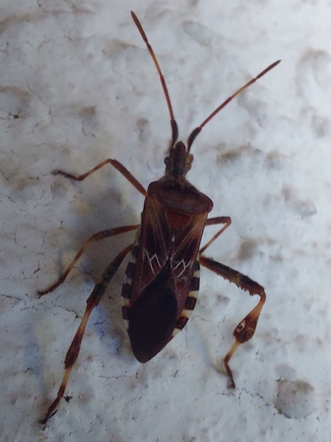Leptoglossus occidentalis - nyugati levéllábú poloska
