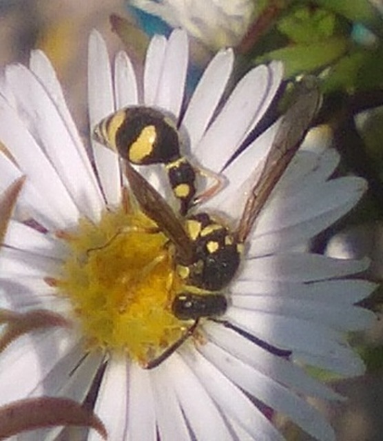 Eumenes