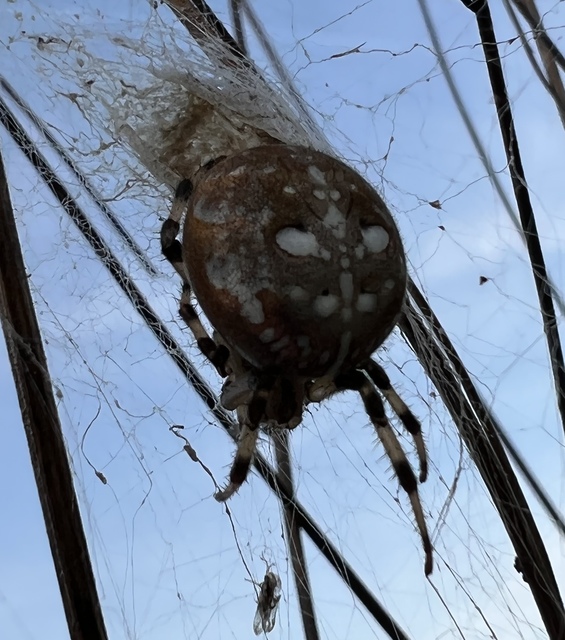 Araneus quadratus - négyes keresztespók