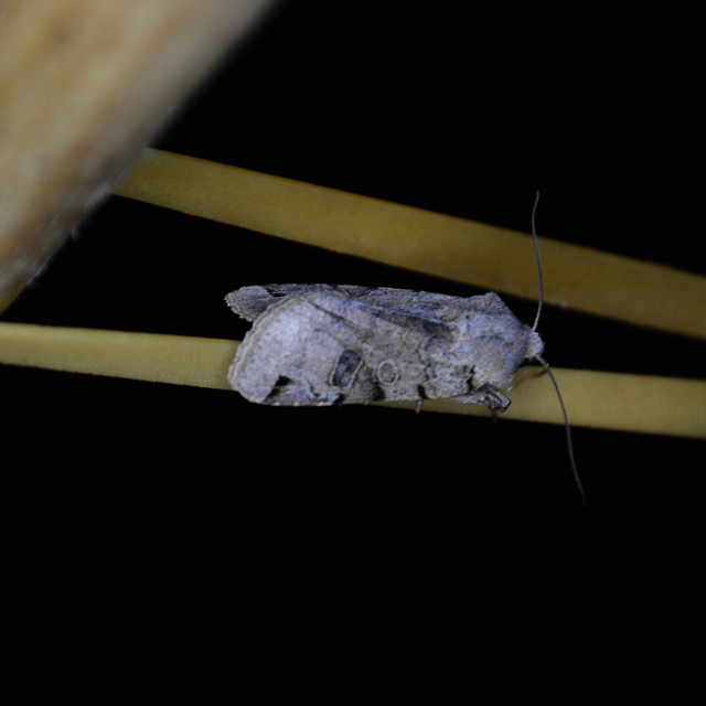 Anchoscelis litura - tarka őszibagoly