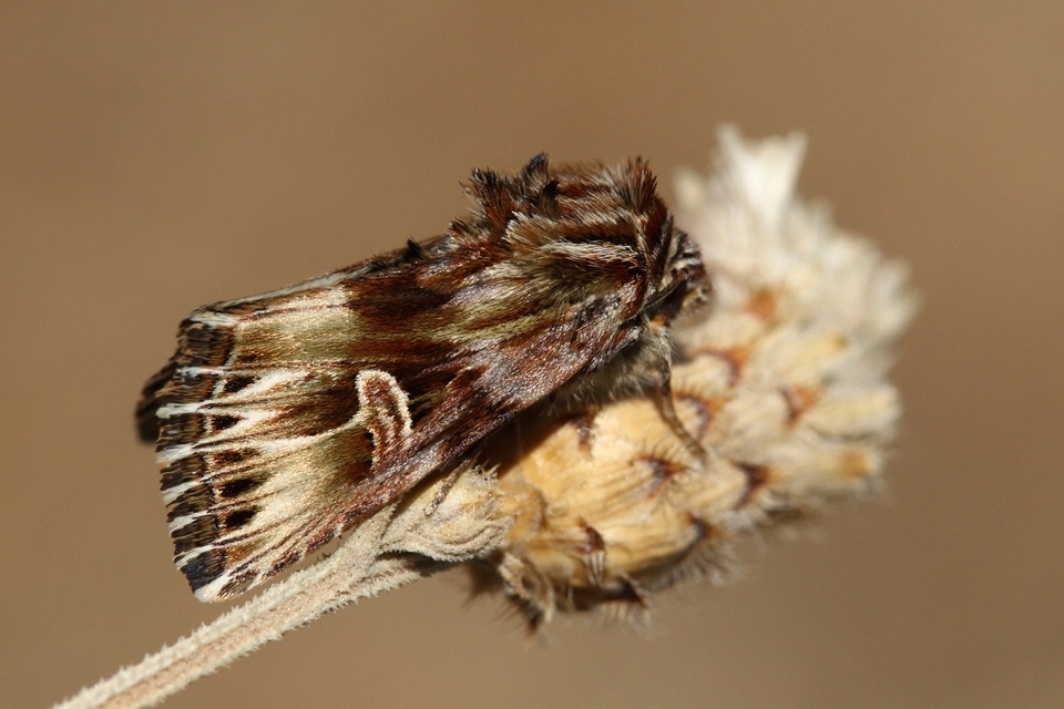 Actinotia radiosa - kis sugarasbagoly