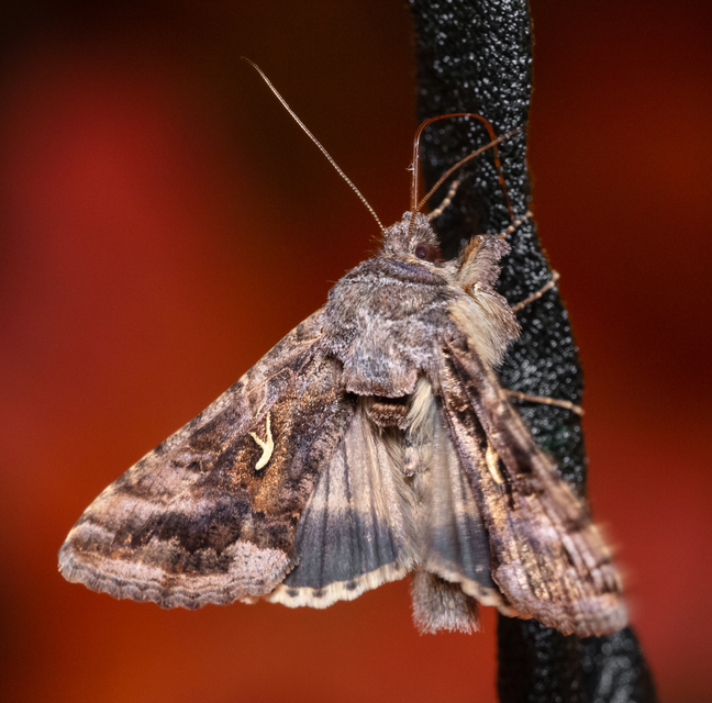 Autographa gamma - gammalepke