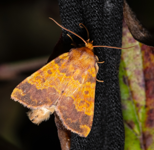Tiliacea aurago - aranyló sárgabagoly
