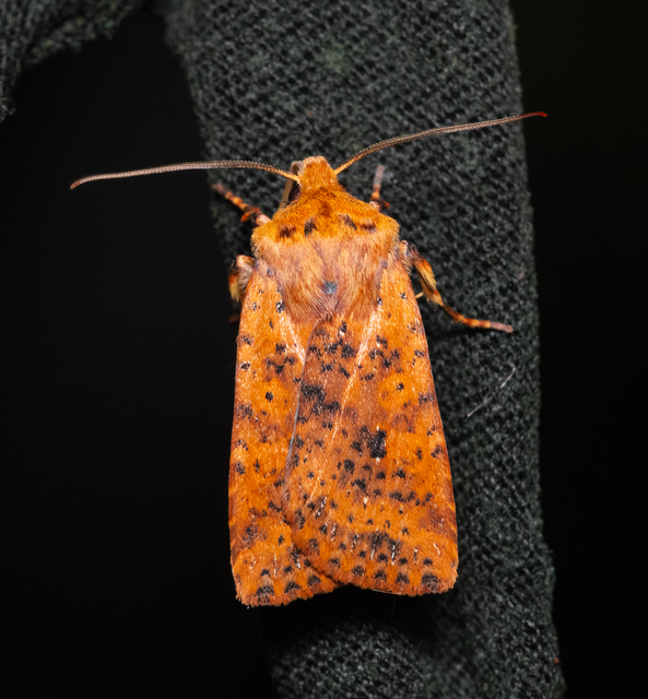 Conistra rubiginea - vörös őszibagoly