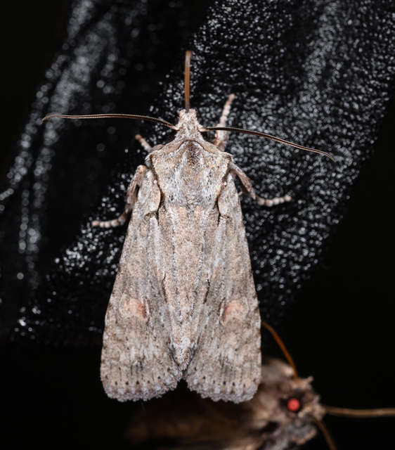Lithophane ornitopus - közönséges fabagoly