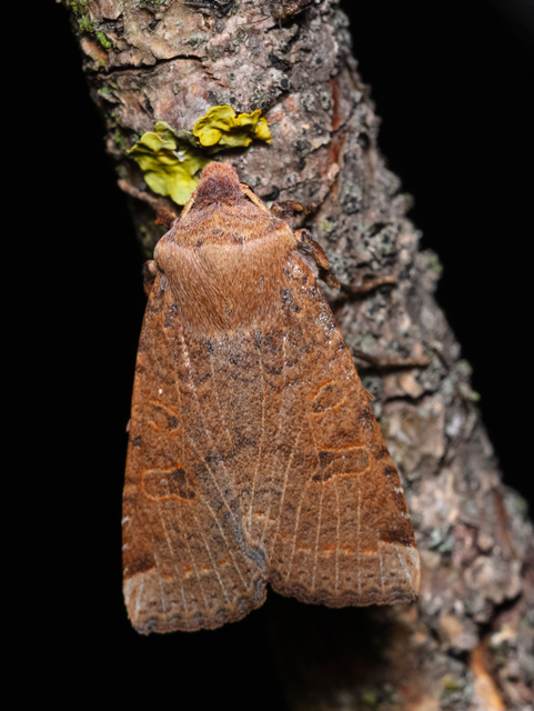Conistra veronicae - veronika-őszibagoly
