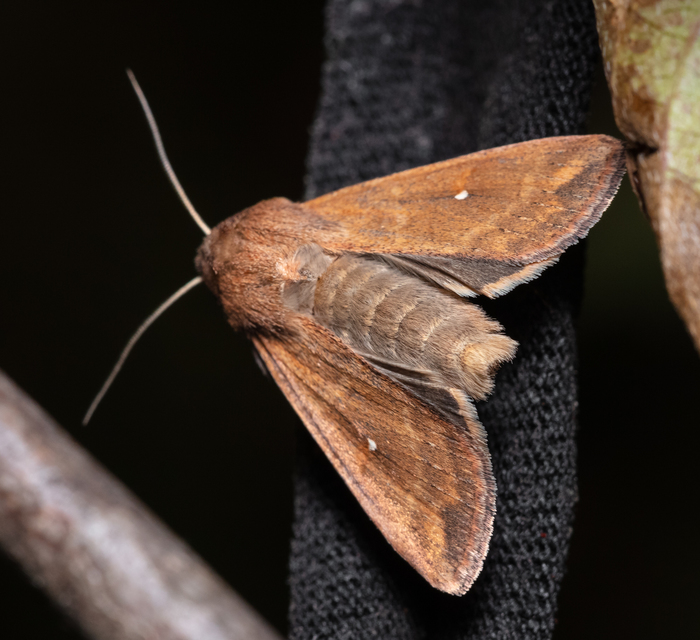 Mythimna albipuncta - fehérpettyes rétibagoly