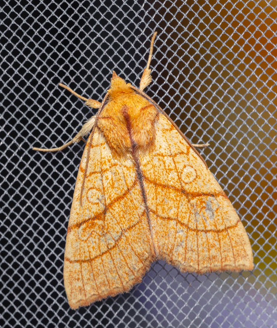 Tiliacea citrago - citromszínű sárgabagoly