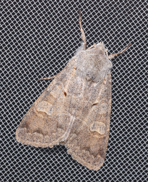 Ammoconia caecimacula - szürke őszibagoly