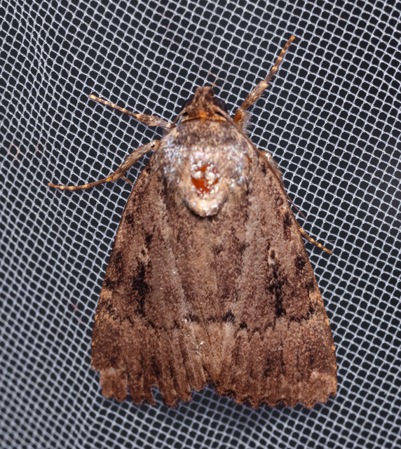 Amphipyra berbera/pyramidea
