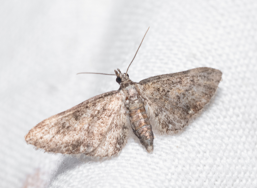 Eupithecia inturbata - juhar-törpearaszoló