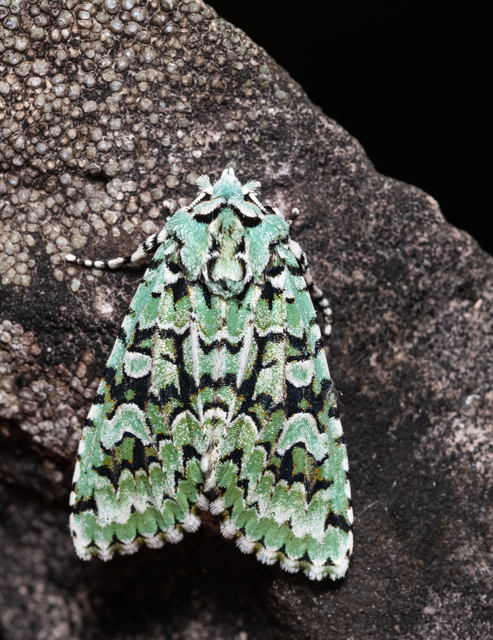 Griposia aprilina - őszi zöldbagoly