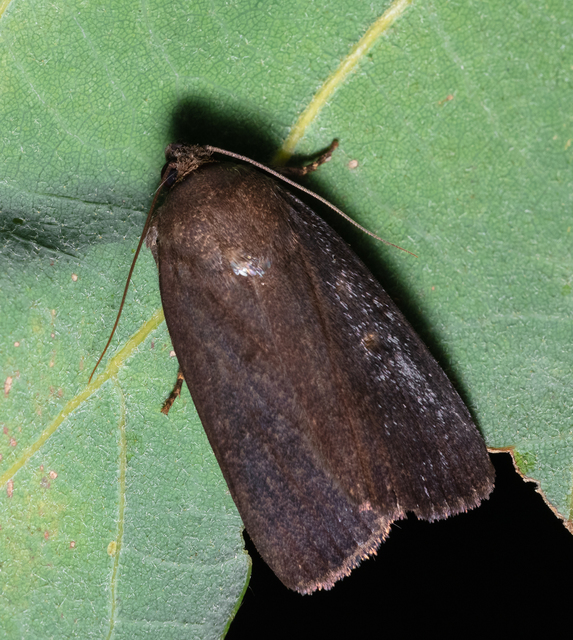 Amphipyra livida - zsírfényű bagoly