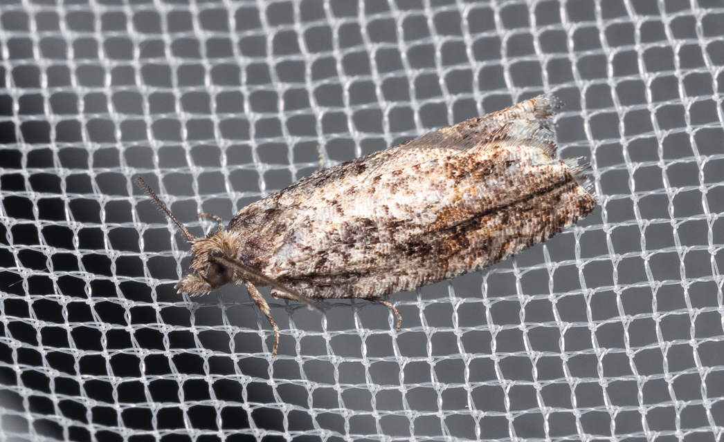 Tortricidae - sodrómolyfélék