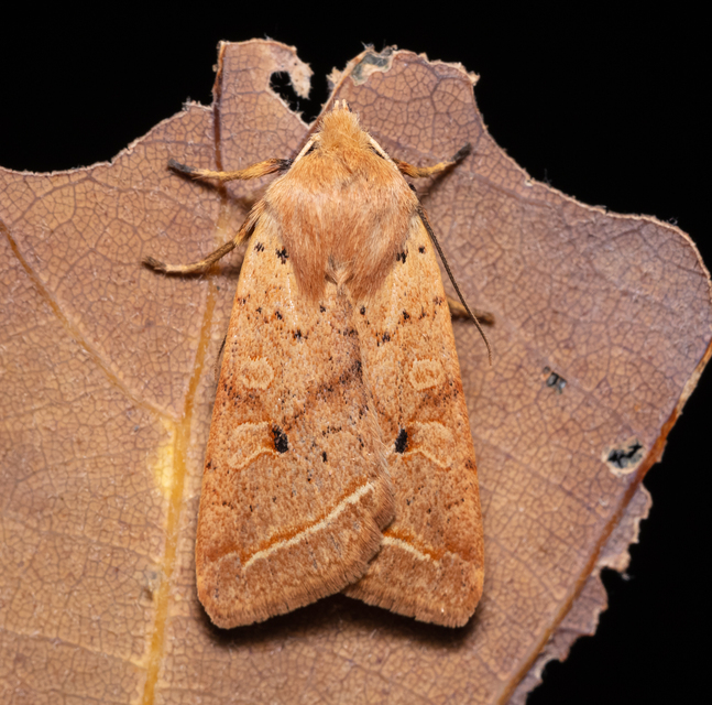 Leptologia macilenta - gyertyán-őszibagoly