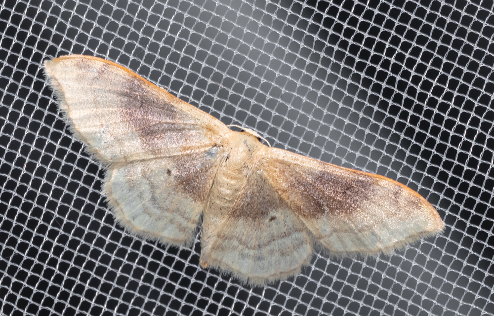 Idaea degeneraria - barnasávos araszoló