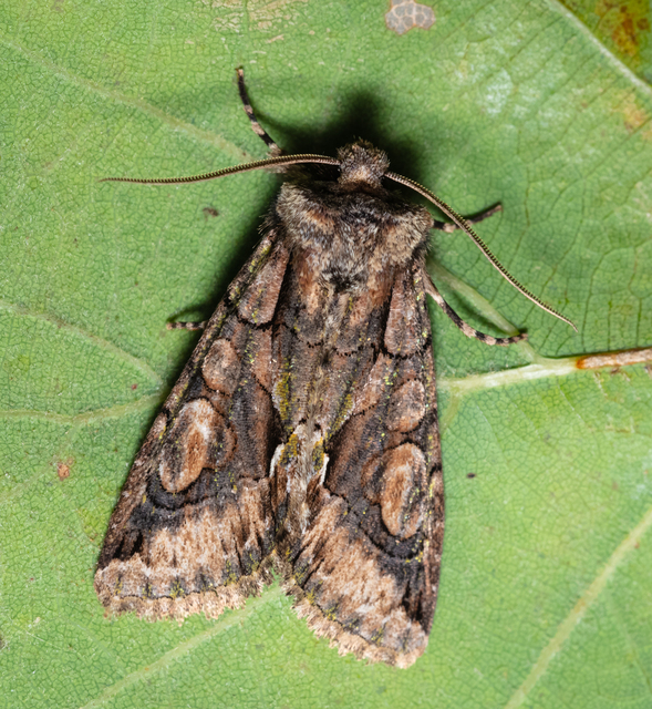 Allophyes oxyacanthae - galagonyabagoly