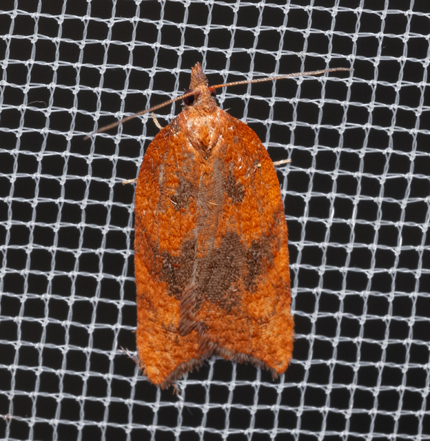 Acleris