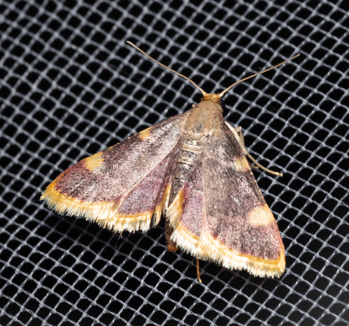 Hypsopygia costalis - szénailonca