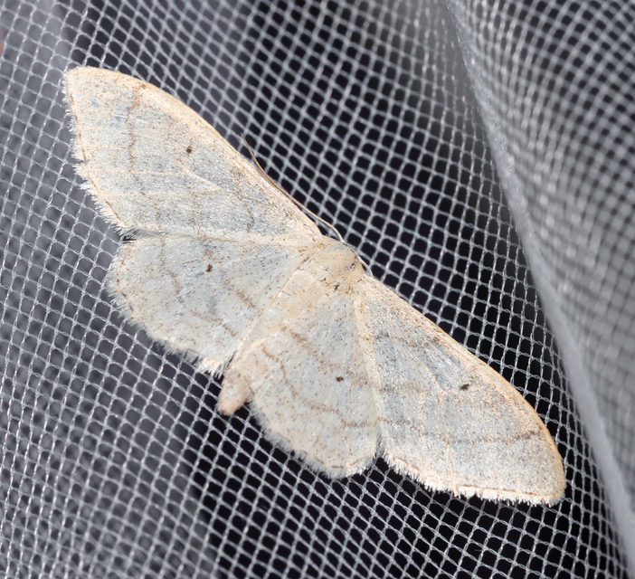 Idaea