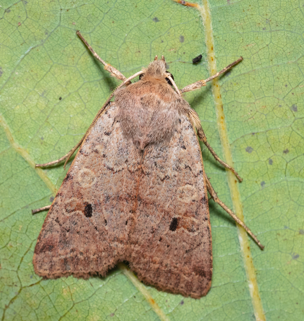 Propenistra laevis - könnyű őszibagoly