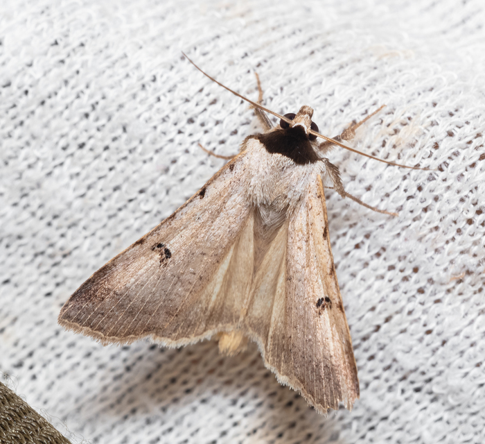 Lygephila craccae - gyakori csüdfűbagoly