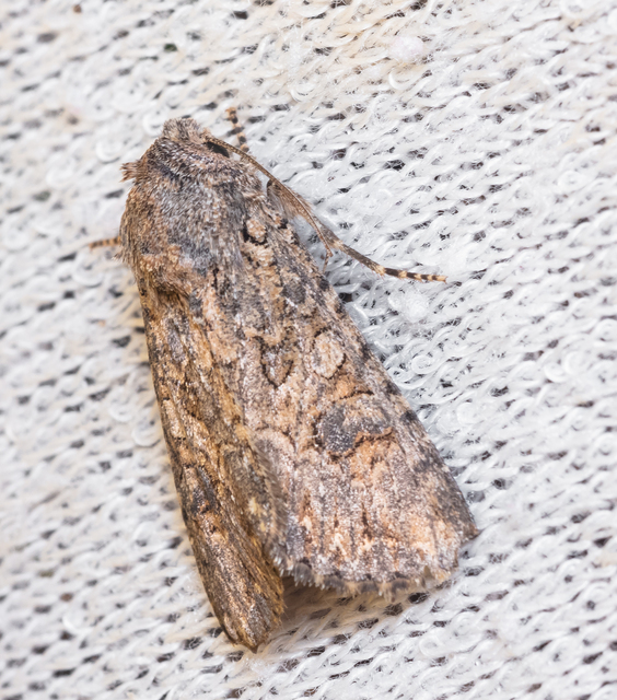 Hadula trifolii - lóherebagoly