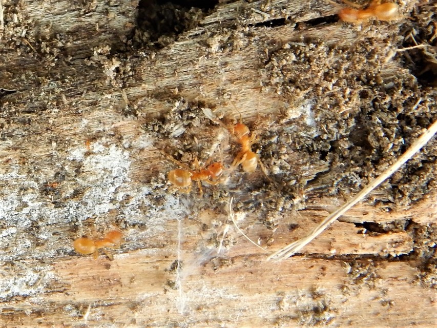 Lasius