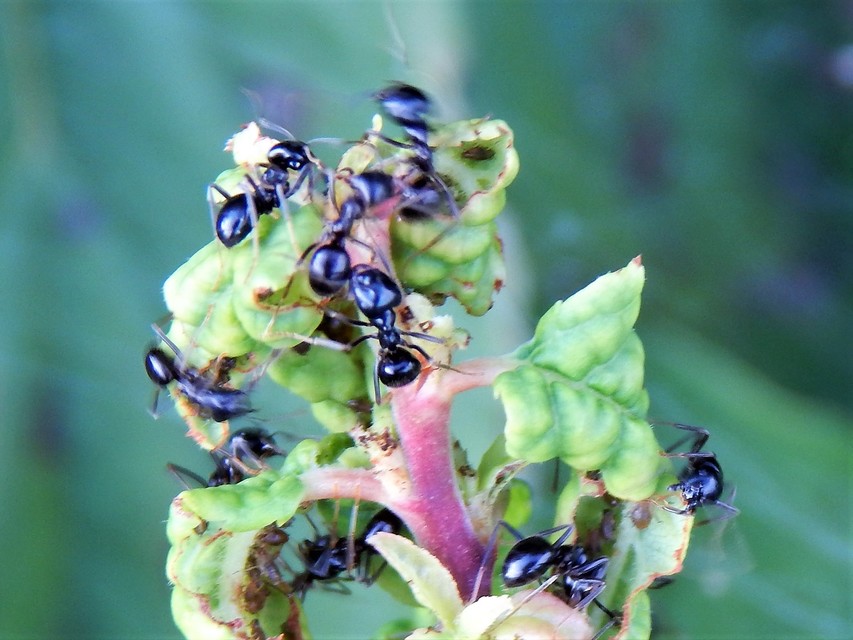 Lasius fuliginosus - kartonépítő fahangya