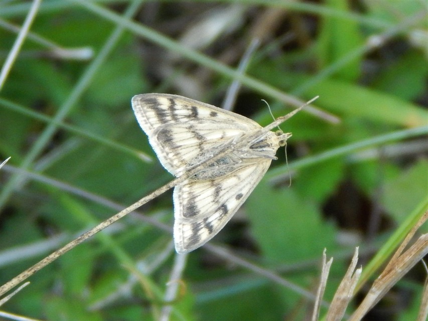 Sitochroa verticalis - világossárga dudvamoly