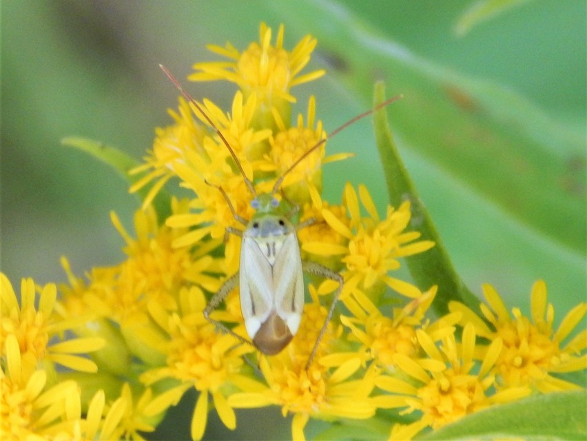 Adelphocoris lineolatus - lucernapoloska
