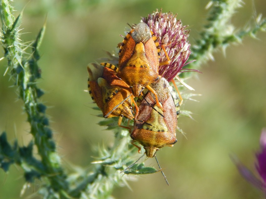 Carpocoris