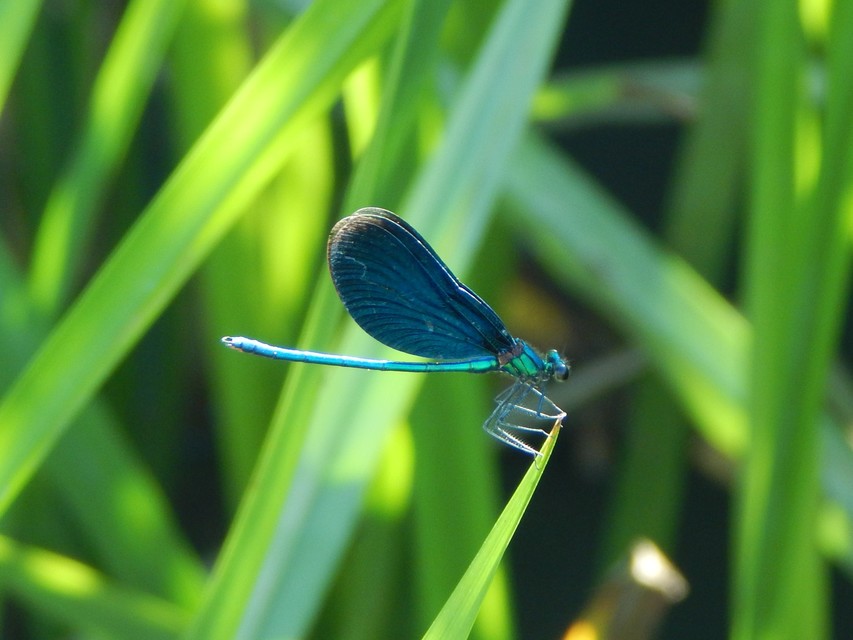 Calopteryx virgo - kisasszony-szitakötő