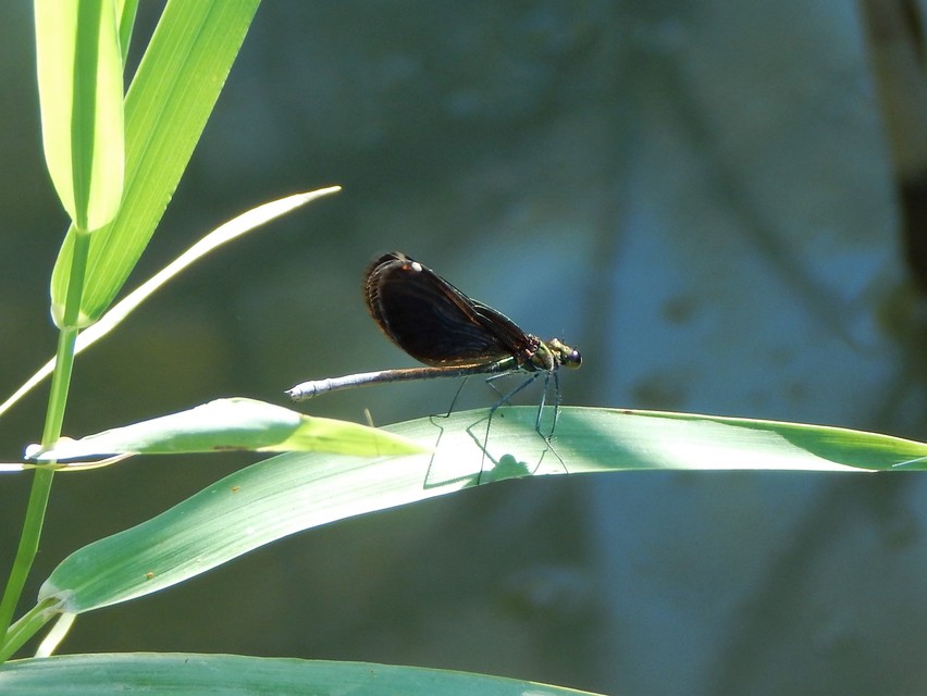 Calopteryx virgo - kisasszony-szitakötő