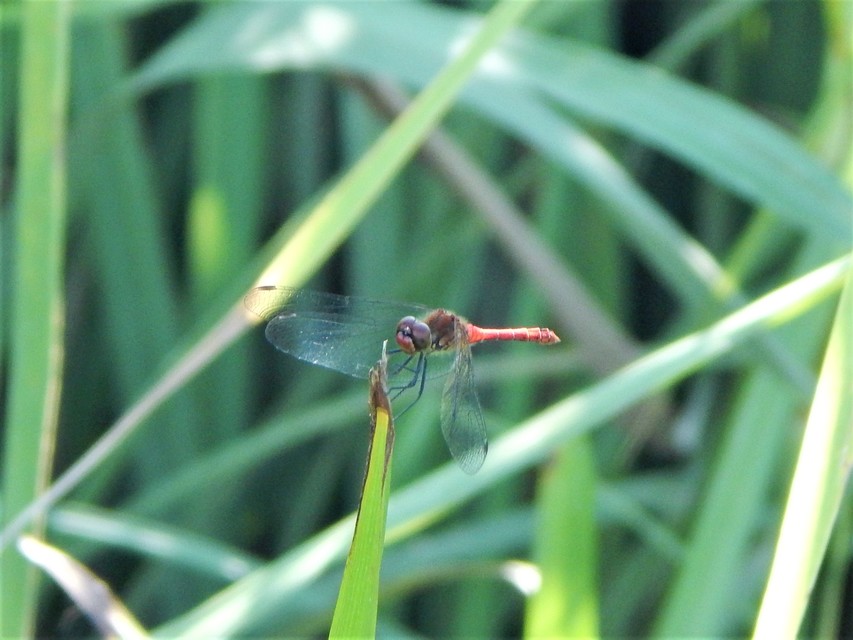Sympetrum sanguineum - vörös katona-szitakötő