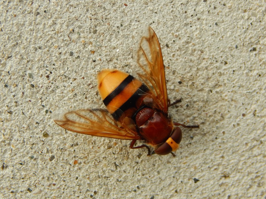 Volucella zonaria - kétöves pihelégy