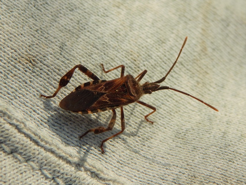 Leptoglossus occidentalis - nyugati levéllábú poloska