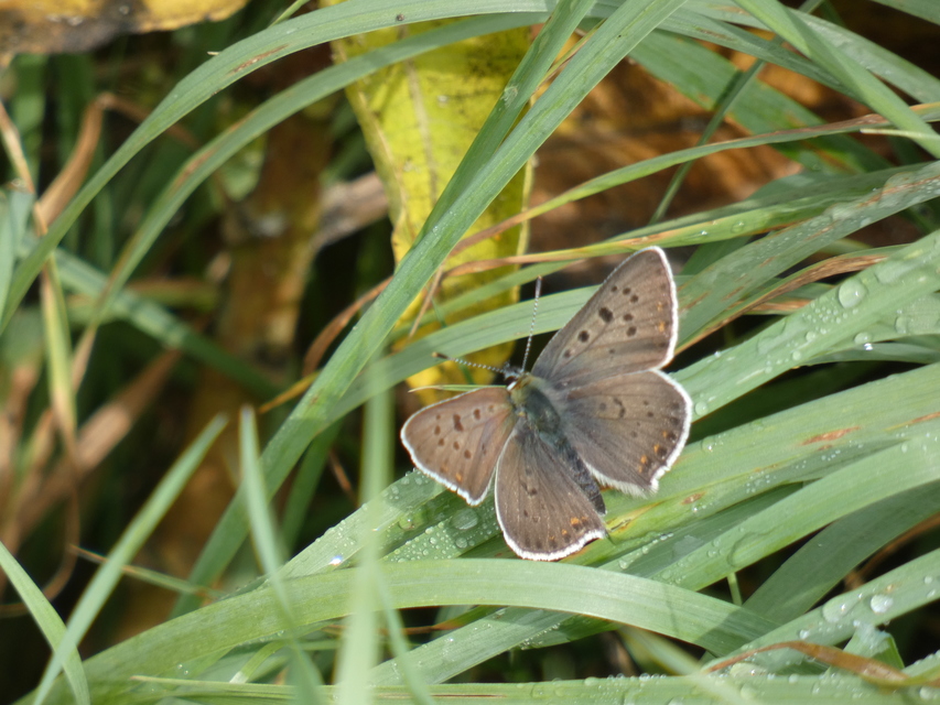 Lycaena tityrus - barna tűzlepke