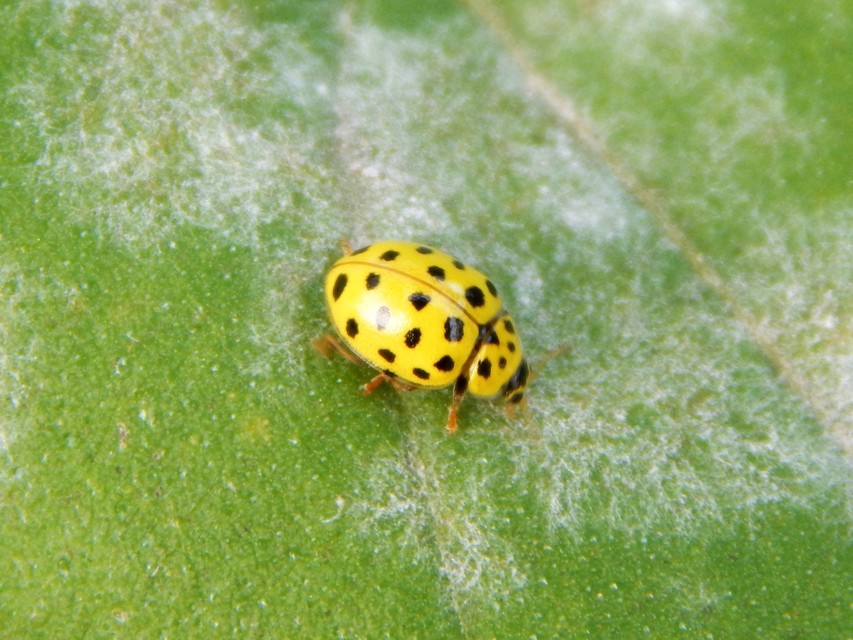 Psyllobora vigintiduopunctata - huszonkétpettyes katica